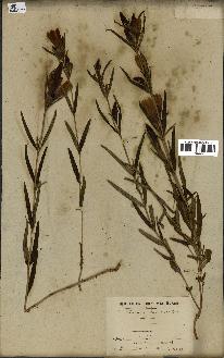 spécimen de Gentiana pneumonanthe