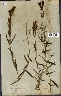 spécimen de Gentiana pneumonanthe