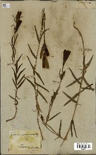 spécimen de Gentiana pneumonanthe