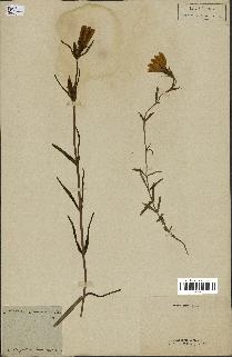 spécimen de Gentiana pneumonanthe