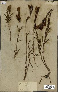spécimen de Gentiana pneumonanthe