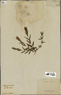 spécimen de Gentiana pneumonanthe