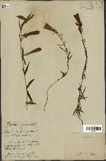 spécimen de Gentiana pneumonanthe