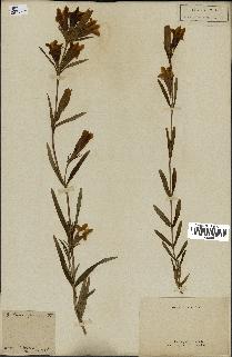 spécimen de Gentiana pneumonanthe