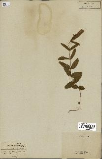 spécimen de Gentiana pneumonanthe