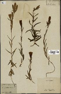 spécimen de Gentiana pneumonanthe