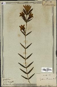 spécimen de Gentiana pneumonanthe