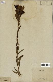 spécimen de Gentiana pneumonanthe