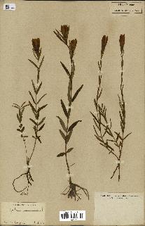 spécimen de Gentiana pneumonanthe