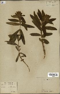 spécimen de Gentiana cruciata