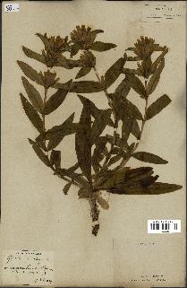 spécimen de Gentiana cruciata