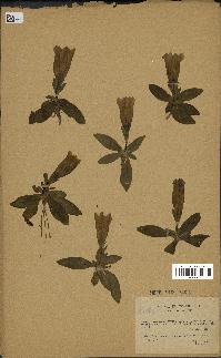 spécimen de Gentiana excisa