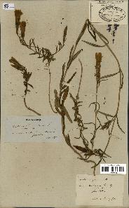 spécimen de Gentiana pneumonanthe