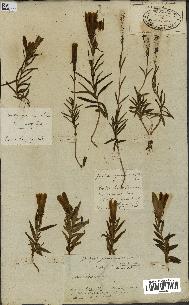 spécimen de Gentiana pneumonanthe