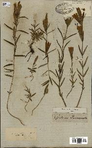 spécimen de Gentiana pneumonanthe