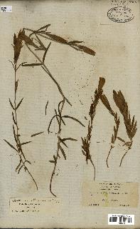 spécimen de Gentiana pneumonanthe