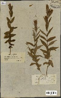 spécimen de Gentiana pneumonanthe