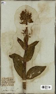 spécimen de Gentiana lutea