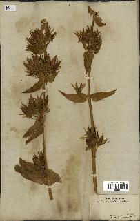 spécimen de Gentiana lutea