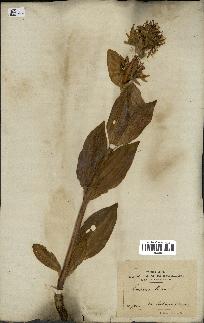 spécimen de Gentiana lutea