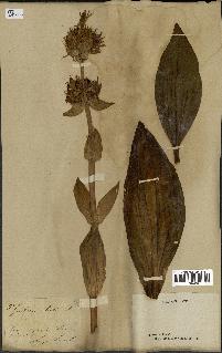 spécimen de Gentiana lutea