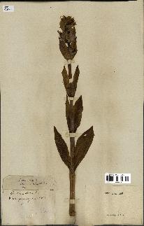 spécimen de Gentiana lutea