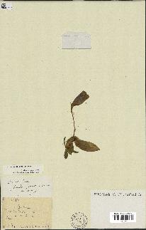 spécimen de Gentiana kochiana