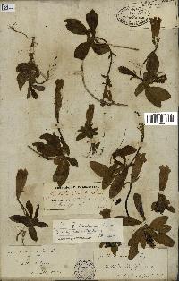spécimen de Gentiana kochiana