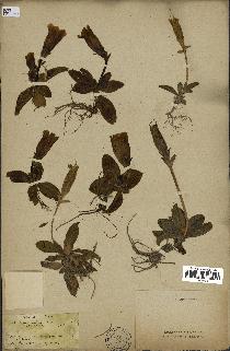 spécimen de Gentiana kochiana