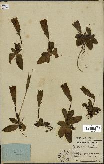 spécimen de Gentiana kochiana