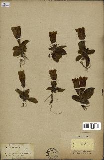 spécimen de Gentiana kochiana