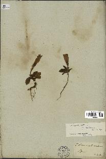 spécimen de Gentiana kochiana