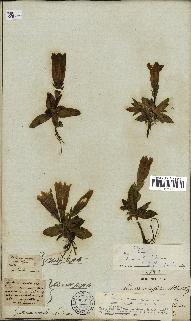 spécimen de Gentiana kochiana