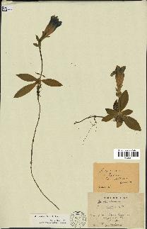 spécimen de Gentiana kochiana