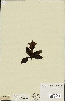 spécimen de Gentiana kochiana