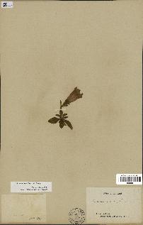 spécimen de Gentiana kochiana