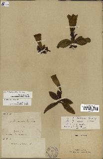 spécimen de Gentiana kochiana