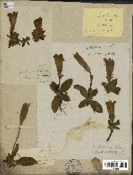 spécimen de Gentiana kochiana