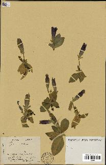 spécimen de Gentiana kochiana