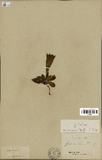 spécimen de Gentiana kochiana