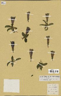 spécimen de Gentiana kochiana