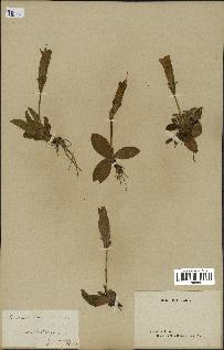 spécimen de Gentiana kochiana