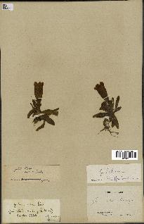 spécimen de Gentiana kochiana
