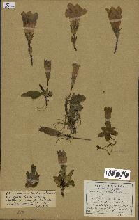 spécimen de Gentiana kochiana
