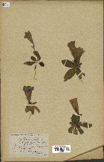 spécimen de Gentiana kochiana