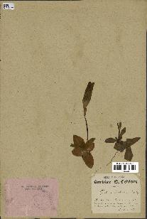 spécimen de Gentiana kochiana