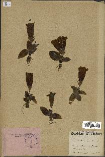 spécimen de Gentiana kochiana