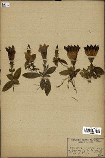 spécimen de Gentiana kochiana