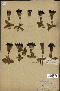spécimen de Gentiana kochiana