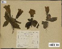 spécimen de Gentiana kochiana